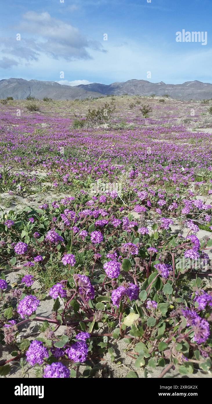 Behaarte Sand Verbene (Abronia villosa villosa) Plantae Stockfoto