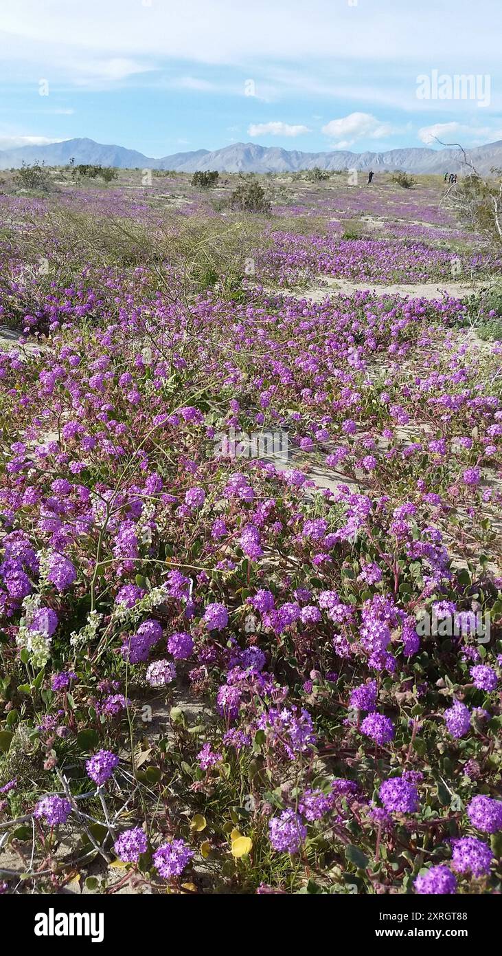 Behaarte Sand Verbene (Abronia villosa villosa) Plantae Stockfoto