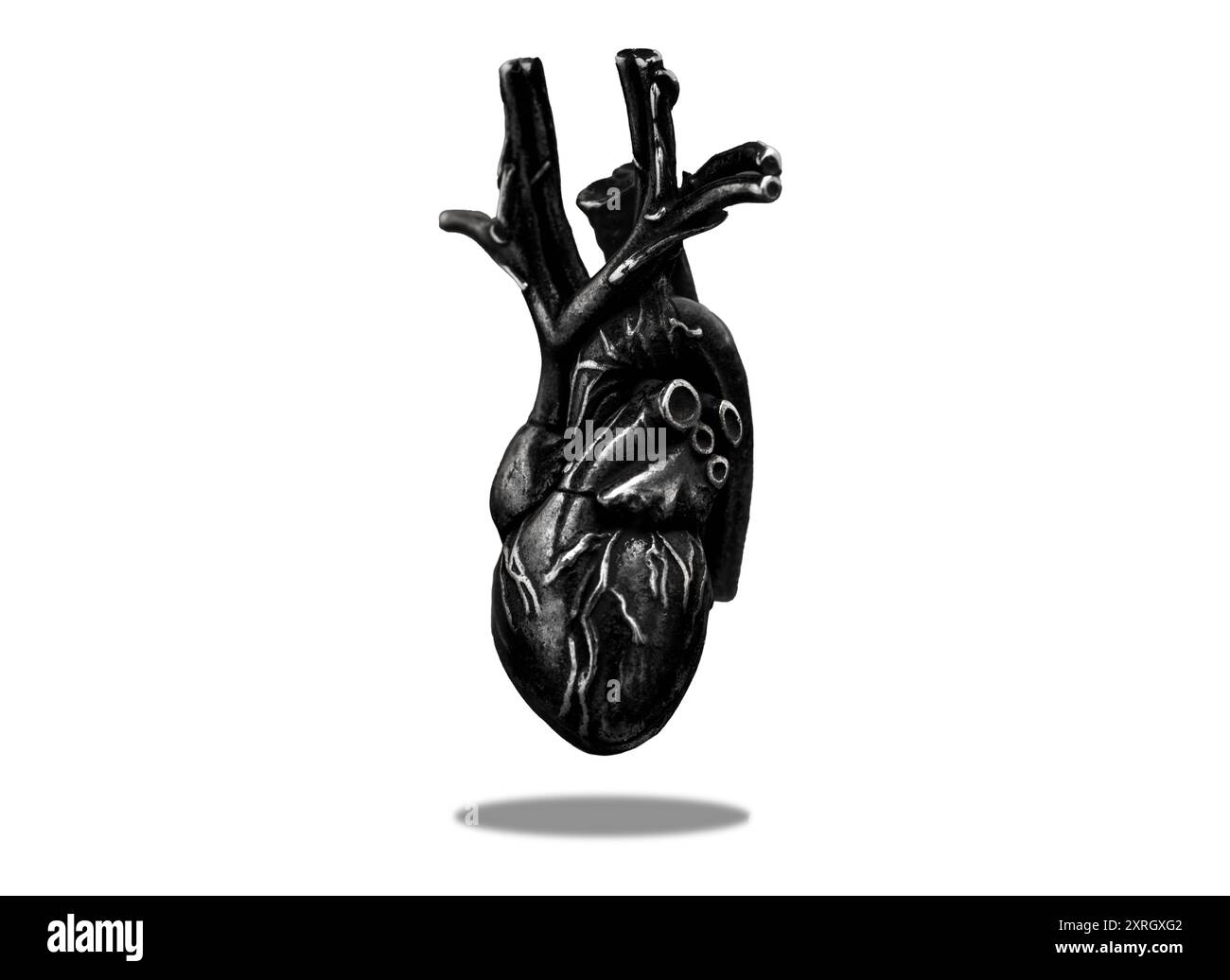 Stilisiertes, lebendiges Herzmodell, das über einem weißen Hintergrund schwebt und einen weichen Schatten wirft. Geeignet für medizinische Illustrationen, künstlerische und pädagogische Stockfoto