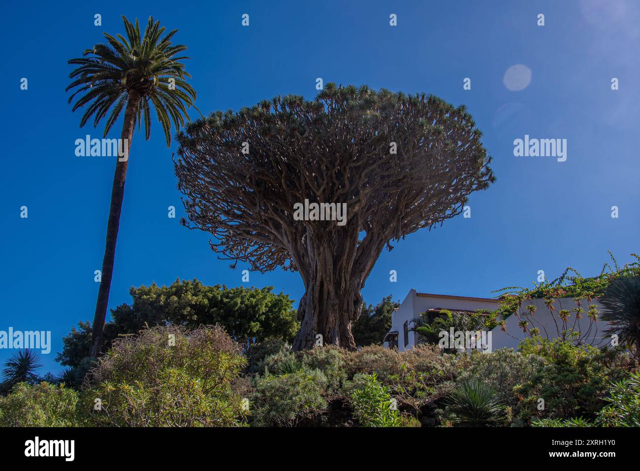 Der Drago Milenario ist ein kanarischer Drachenbaum in Icod de los Vinos auf Teneriffa Stockfoto