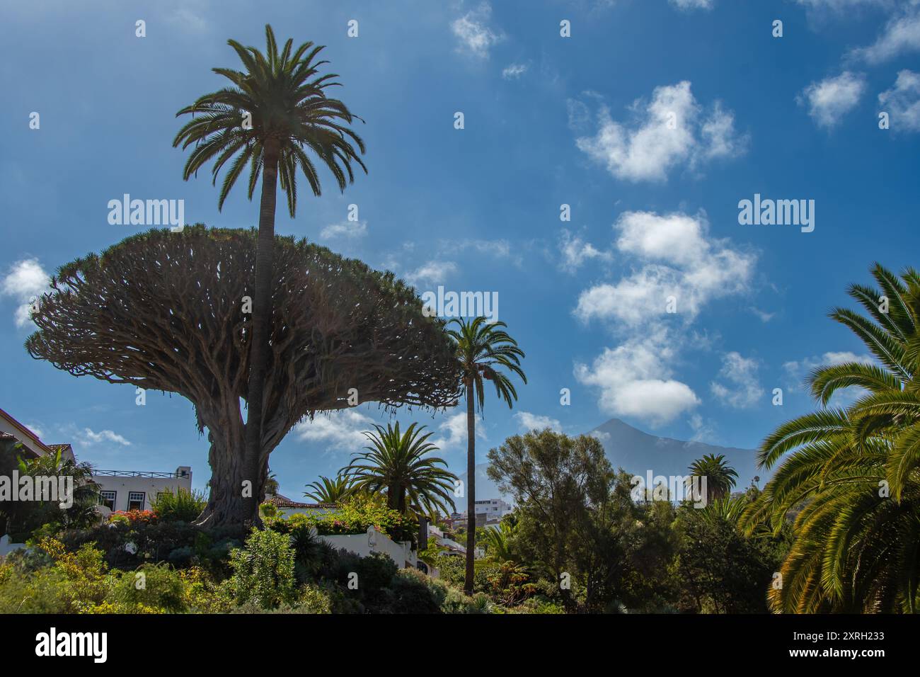 Der Drago Milenario ist ein kanarischer Drachenbaum in Icod de los Vinos auf Teneriffa Stockfoto