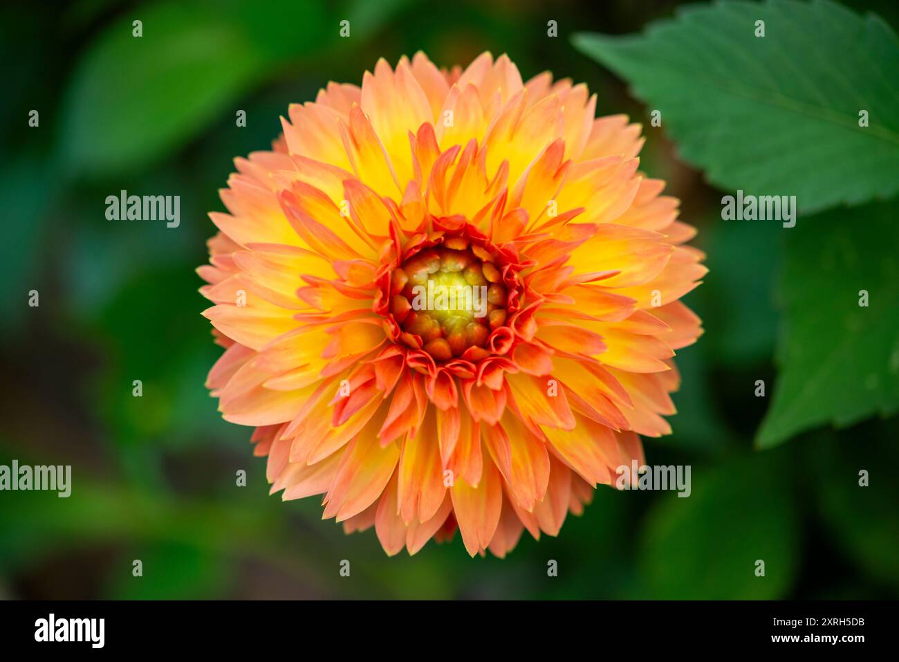 Dahlienblume „Orange Impact“ im Spätsommergarten. Stockfoto