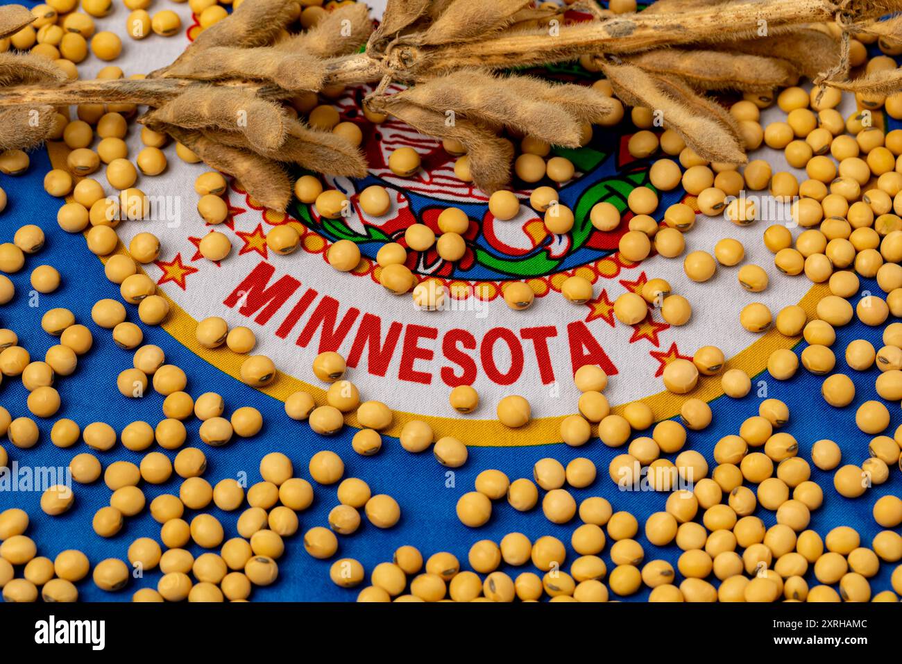 Flagge von Minnesota, bedeckt mit Sojabohnen. Landwirtschaft, Landwirtschaft, Soja- und Biodieselkonzept Stockfoto