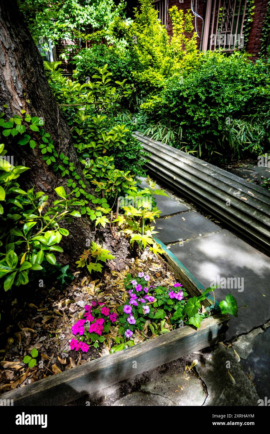 Impatiens, Ivy und Büsche in einem Garten im Innenhof in Greenwich Village, New York City, New York, USA Stockfoto