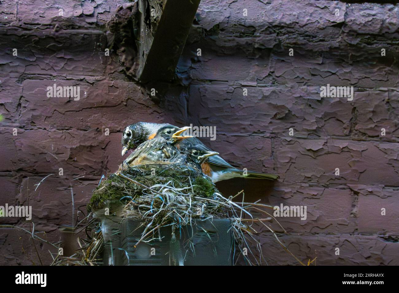 Wild Adult American Robin, Turdus migratorius, mit zwei großen Jungvögeln, die bereit sind, vom Nest im Innenhof in New York City, NY, USA zu fliegen Stockfoto
