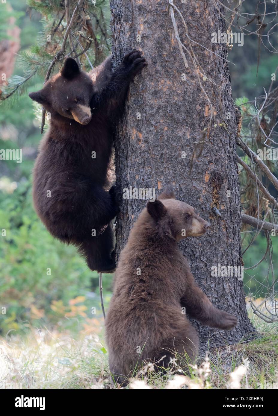 Der amerikanische Schwarzbär (Ursus americanus), auch bekannt als Schwarzbär, ist eine in Nordamerika endemische Art von mittelgroßen Bären Stockfoto