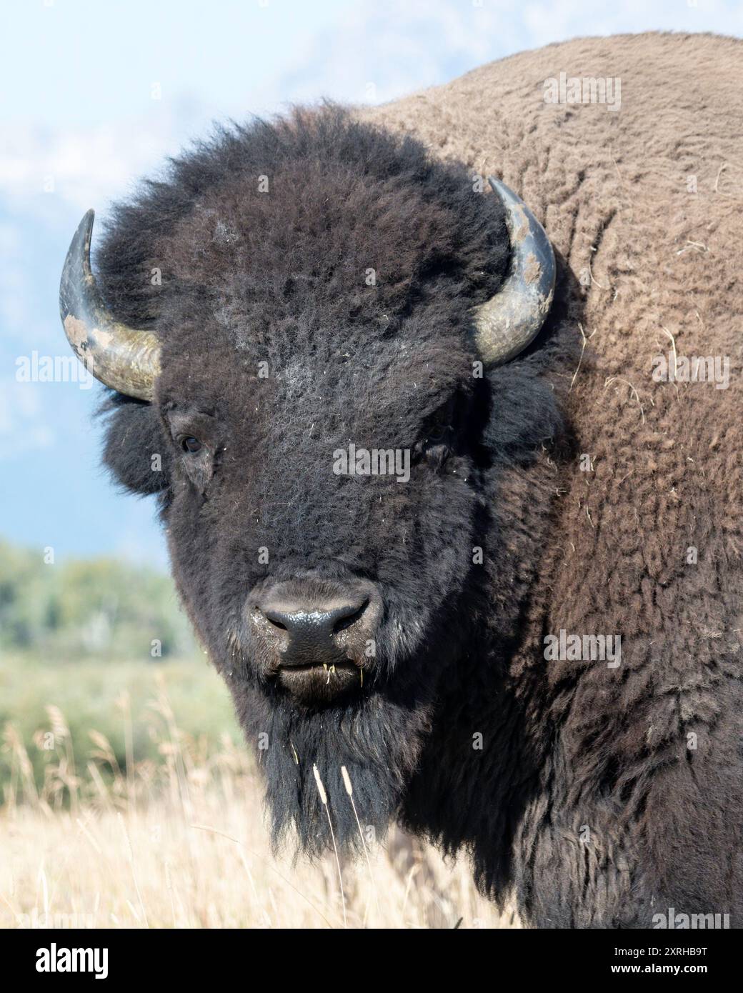 American Bison (Bison Bison), Grand Teton, Nationalpark, Wyoming Stockfoto