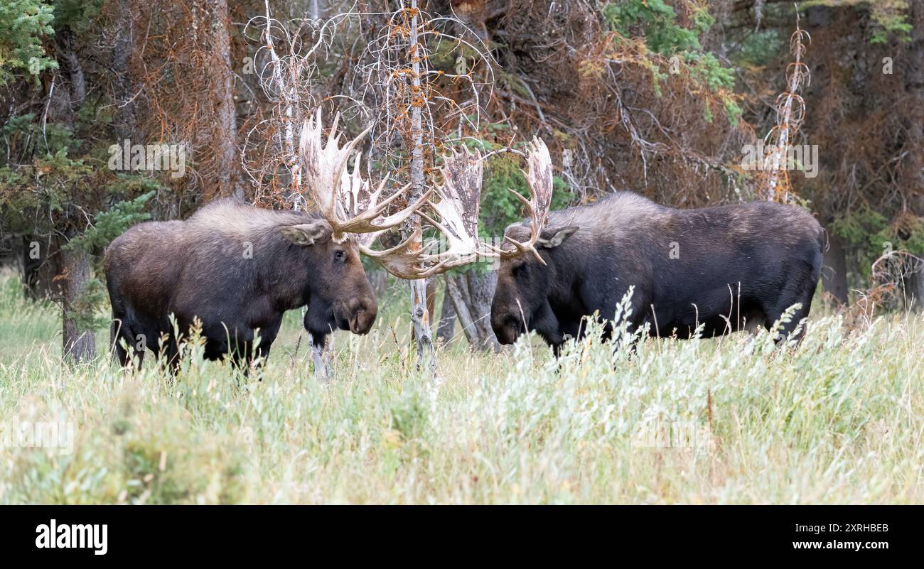 Large Bull Moose Shoshone, (Alces Alces) während der Fahrt, Grand Teton National Park, Stockfoto