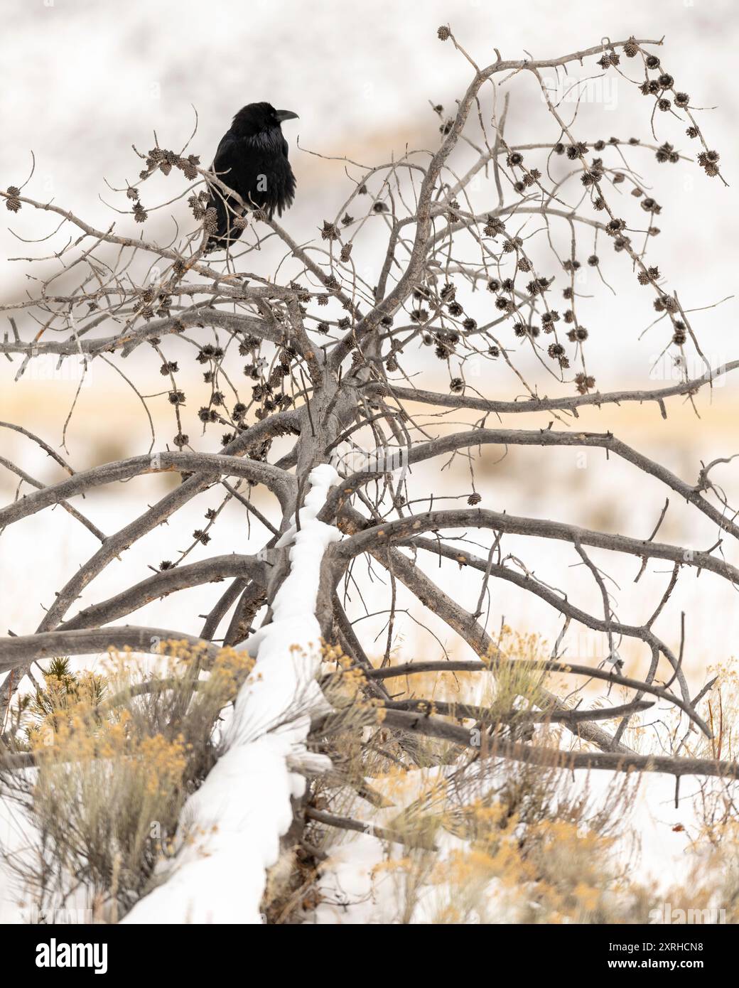 Gemeiner Rabe (Corvus corax), großer, ganz schwarzer Passerinvogel. Sie ist die am weitesten verbreitete aller Korviden, die auf der nördlichen Hemisphäre gefunden werden Stockfoto