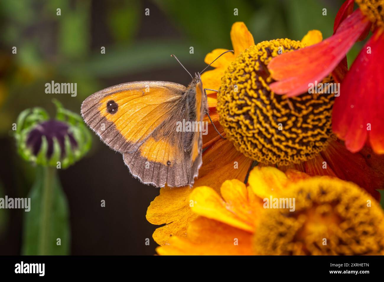 Blick von oben auf goldenen Gatekeeper oder Hedge Brown Schmetterling mit Flügeln, die auf farbenfroher Echinacea-Blüte ausgebreitet sind Stockfoto