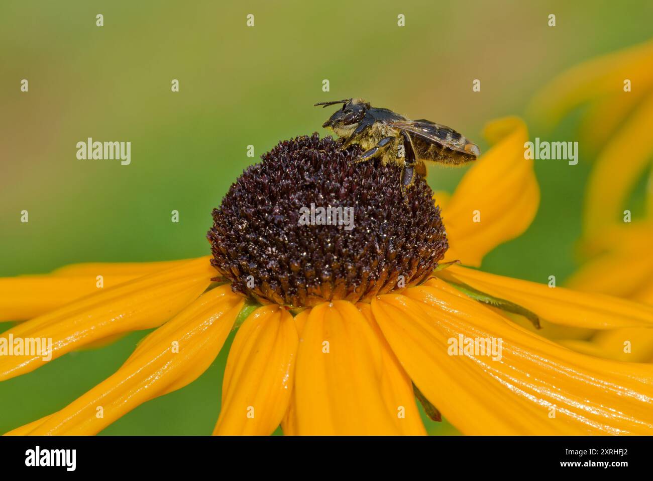 Feuchte Honigbiene (APIs mellifera) an gelber Blüte nach Regen. Stockfoto