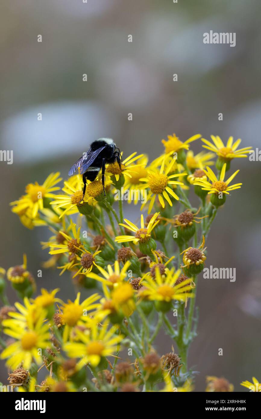 Eine Biene auf Ragkraut Blüten. Stockfoto