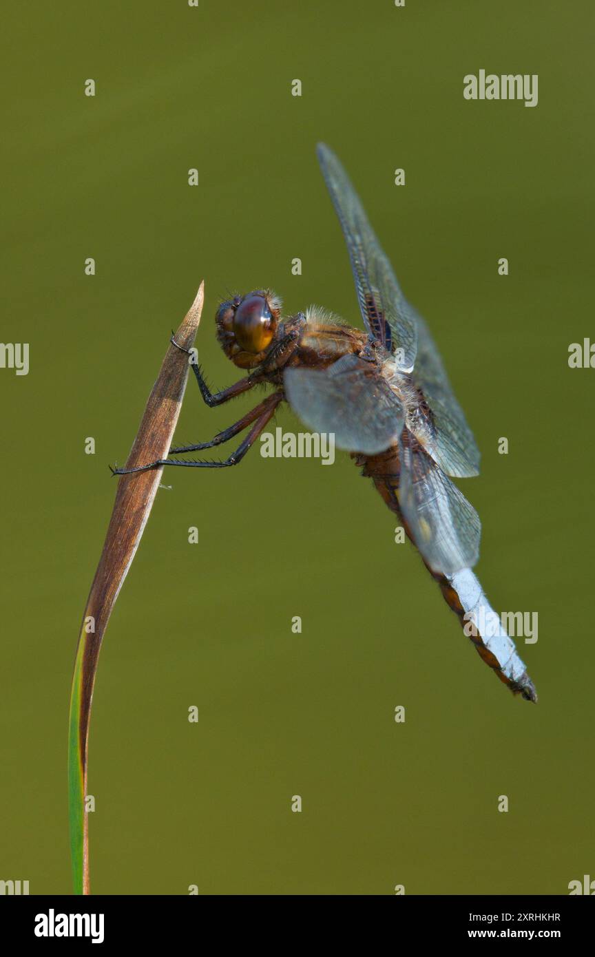 Libellula depressa Libelle aka breitmundiger Chaser sitzt auf der Irisblume. Isoliert auf unscharfem Hintergrund. Teich in Tschechien. Stockfoto