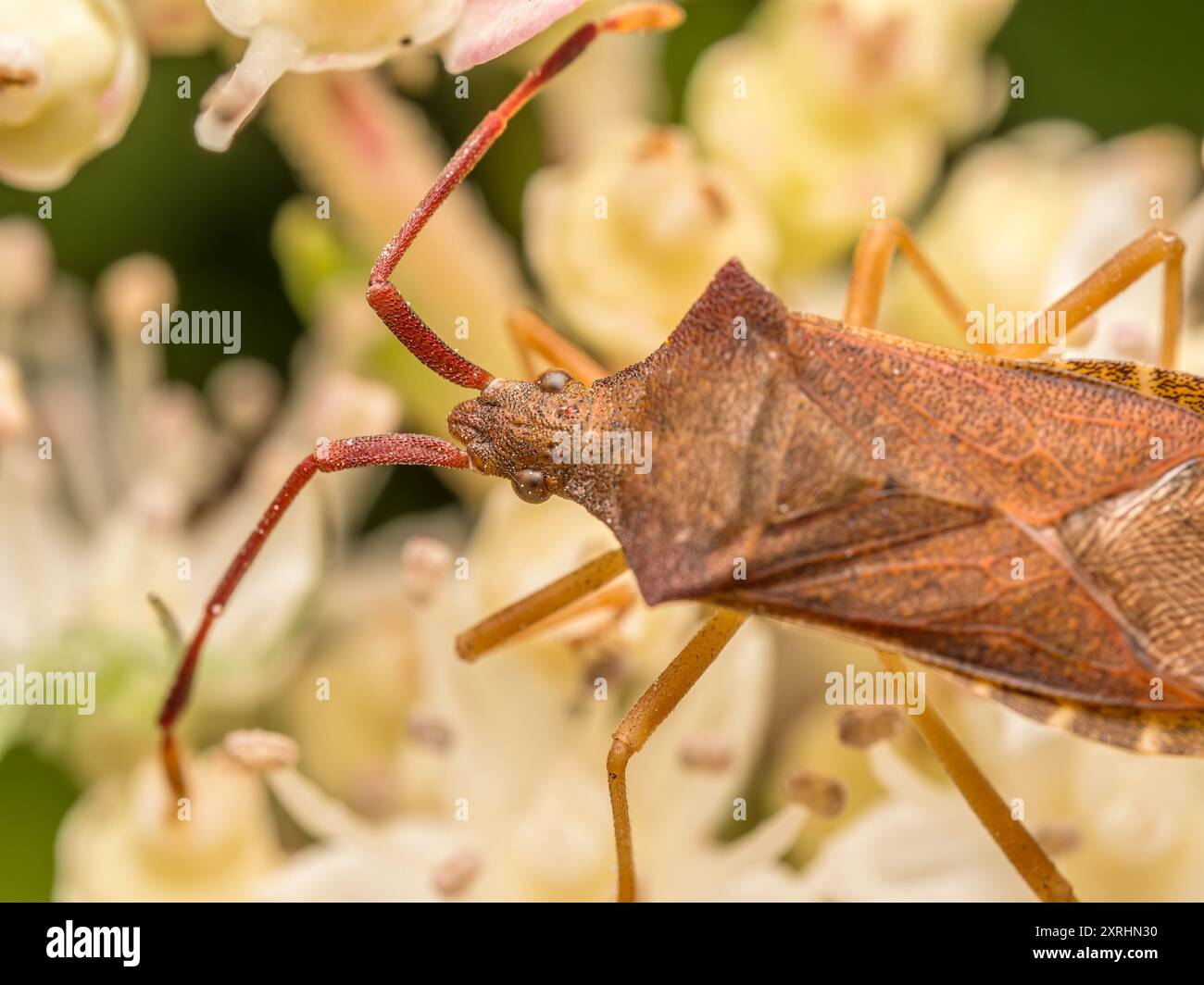 Nahaufnahme von Kastenwanzen unter Gartenblumen Stockfoto
