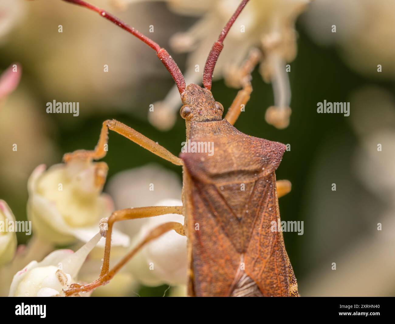 Nahaufnahme von Kastenwanzen unter Gartenblumen Stockfoto