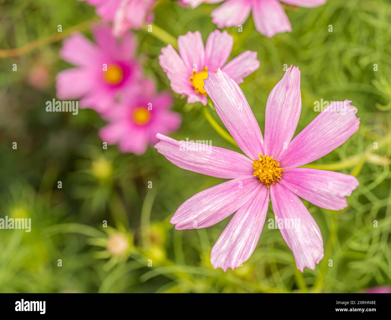 Ein Haufen rosafarbener Kosmos-Blumen wächst im Garten Stockfoto