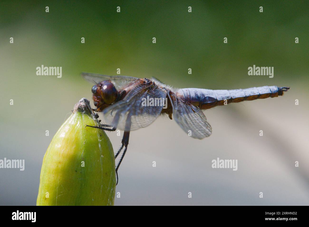 Libellula depressa Libelle aka breitmundiger Chaser sitzt auf der Irisblume. Isoliert auf unscharfem Hintergrund. Teich in Tschechien. Stockfoto