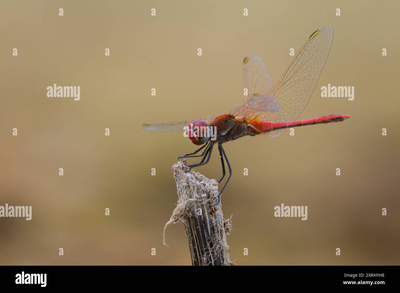 Sympetrum fonscolombii Libelle alias Red-Ader Darter männlich sitzt auf dem trockenen Stroh. Isoliert auf unscharfem Hintergrund. Stockfoto