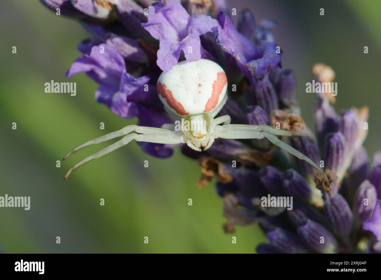 Misumena vatia aka Krabbenspinne jagt Insekten auf Levanderblumen. Bedrohliche Pose. Stockfoto