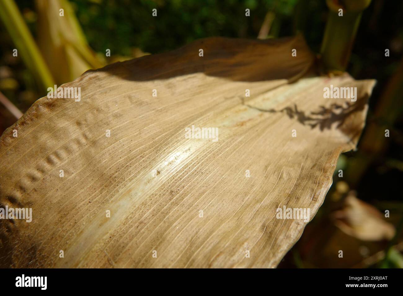 Ein trockenes Maisblatt zeigt einzigartige Strukturen bei hellem Sonnenlicht. Stockfoto