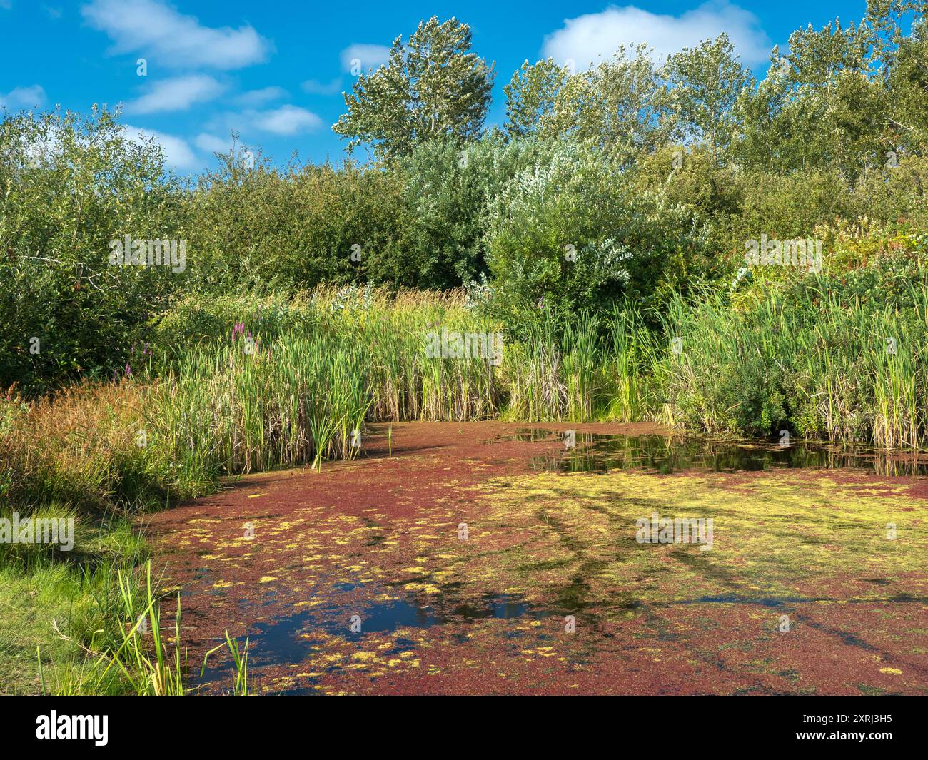 Schöner Teich mit der Oberfläche bedeckt mit Wasserfarn (Azolla filiculoides) im Terra Nova Rural Park, Richmond, British Columbia, Kanada Stockfoto