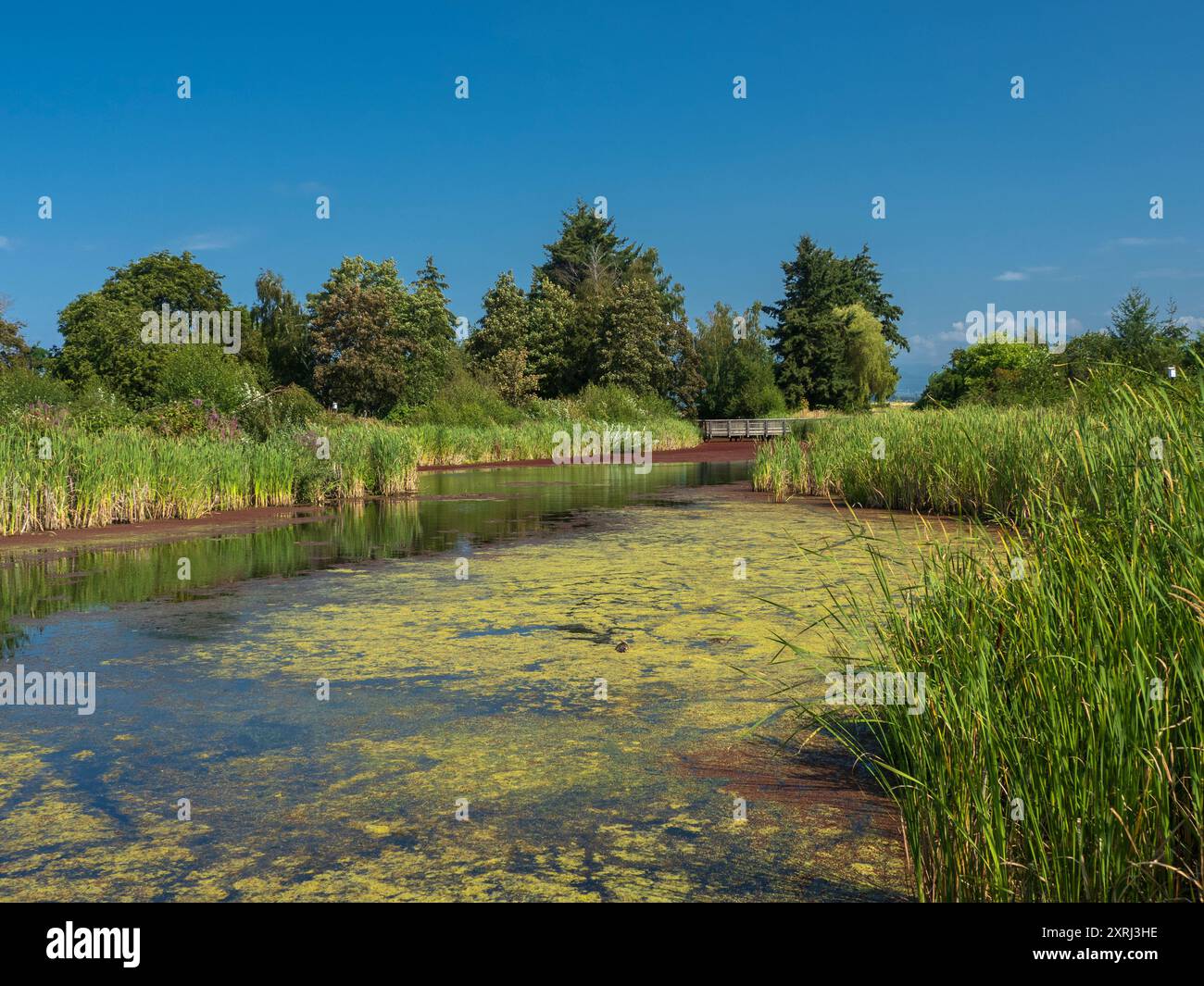 Ein sonniger Tag und schöner Teich im Terra Nova Rural Park, Richmond, British Columbia, Kanada. Die Oberfläche des Teichs ist mit schwimmendem Wasser fe bedeckt Stockfoto