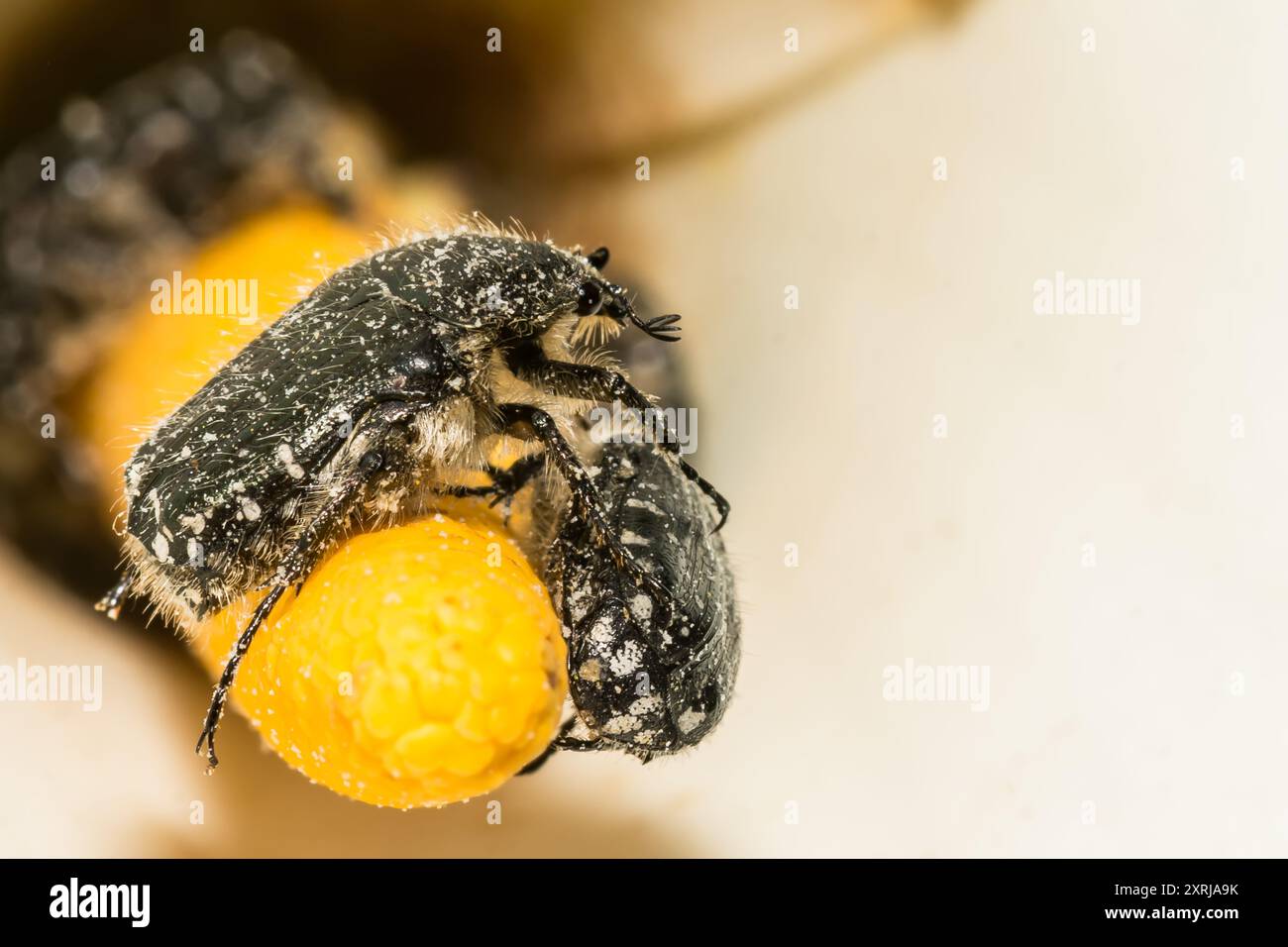 Mediterraner gefleckter Chafer - Oxythyrea funesta Stockfoto