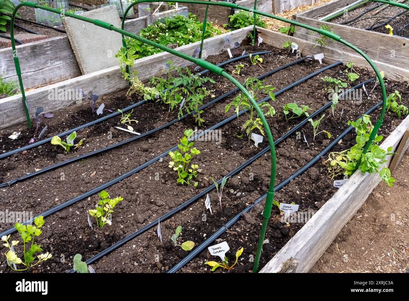 Issaquah, Washington, USA. Frühlingsgartenbeet mit Gemüseanfang, einschließlich Rüben, Sellerie, Tomaten, Erbsen, Bohnen, Kohl und Blumenkohl. Stockfoto