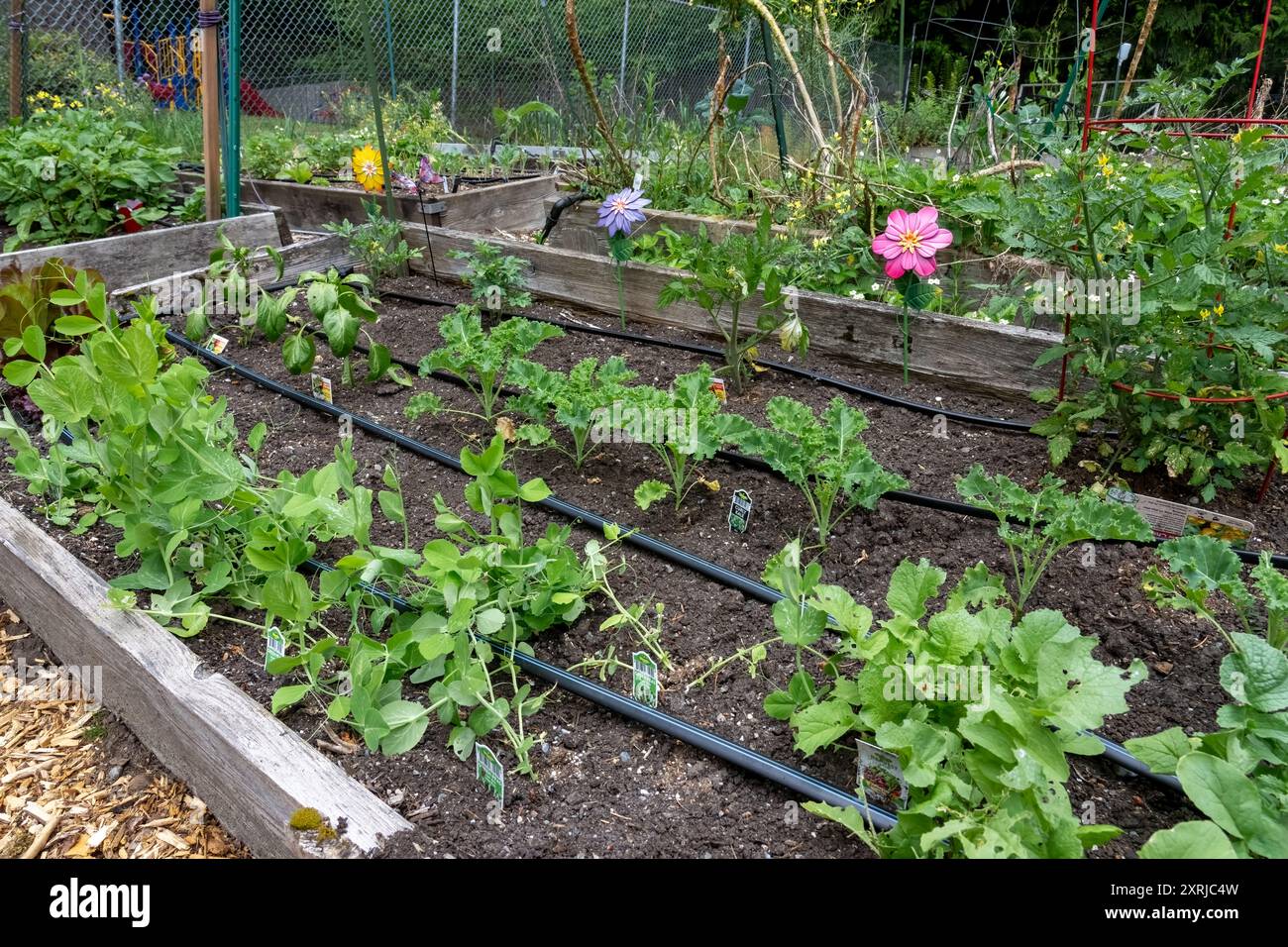 Issaquah, Washington. Frühlingsgartenbett mit Gemüsebeginn, einschließlich Radieschen, Knabbererbsen, Grünkohl, Paprika und Tomaten. Stockfoto