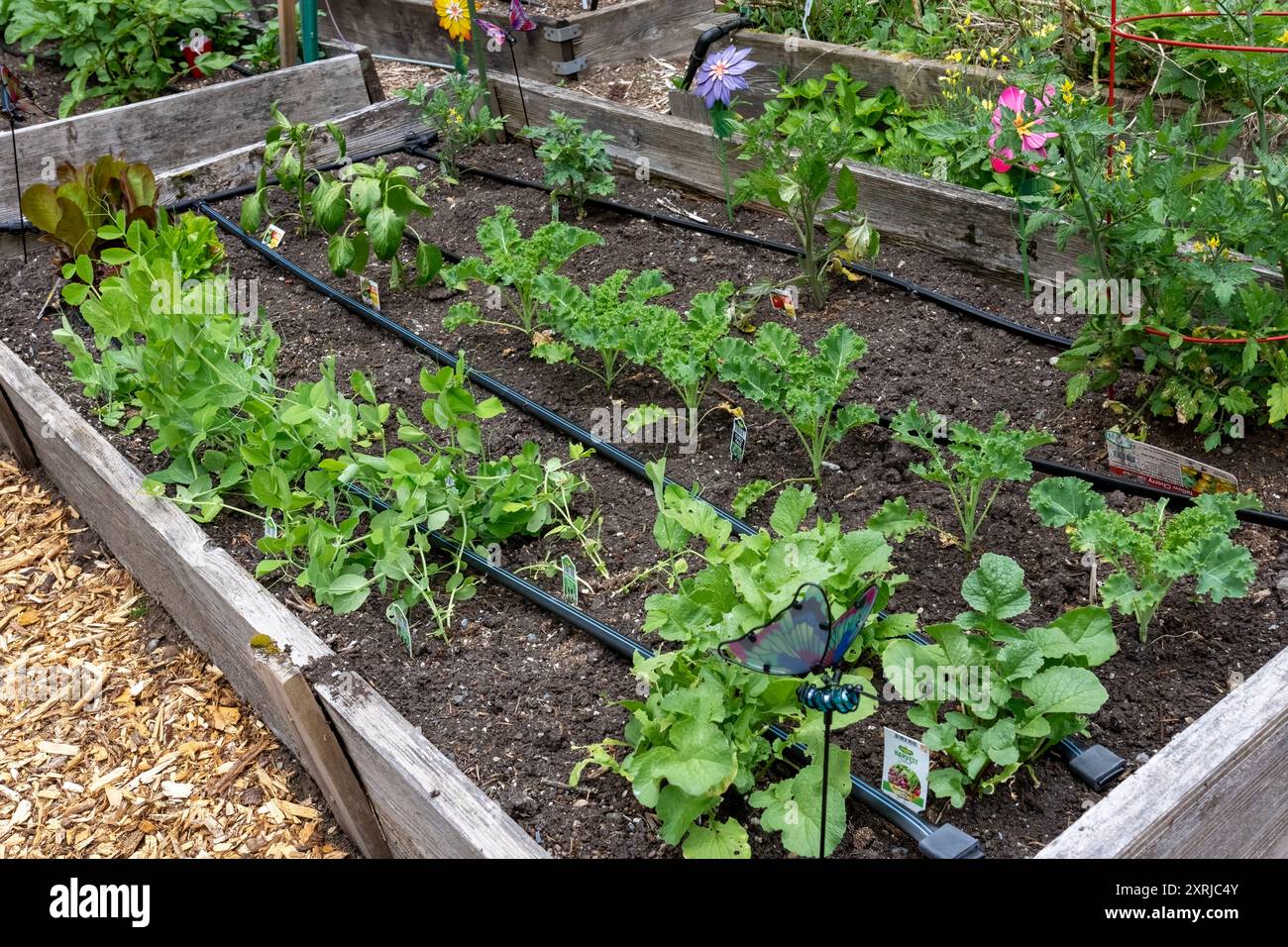 Issaquah, Washington. Frühlingsgartenbett mit Gemüsebeginn, einschließlich Radieschen, Knabbererbsen, Grünkohl, Paprika und Tomaten. Stockfoto