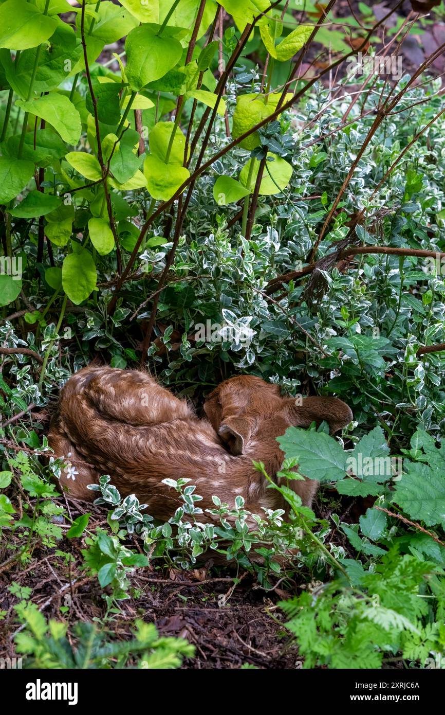 Issaquah, Washington, USA. Schwarzschwanzhirsch-Rehkitz, zusammengerollt im Unterholz eines Waldes. Stockfoto