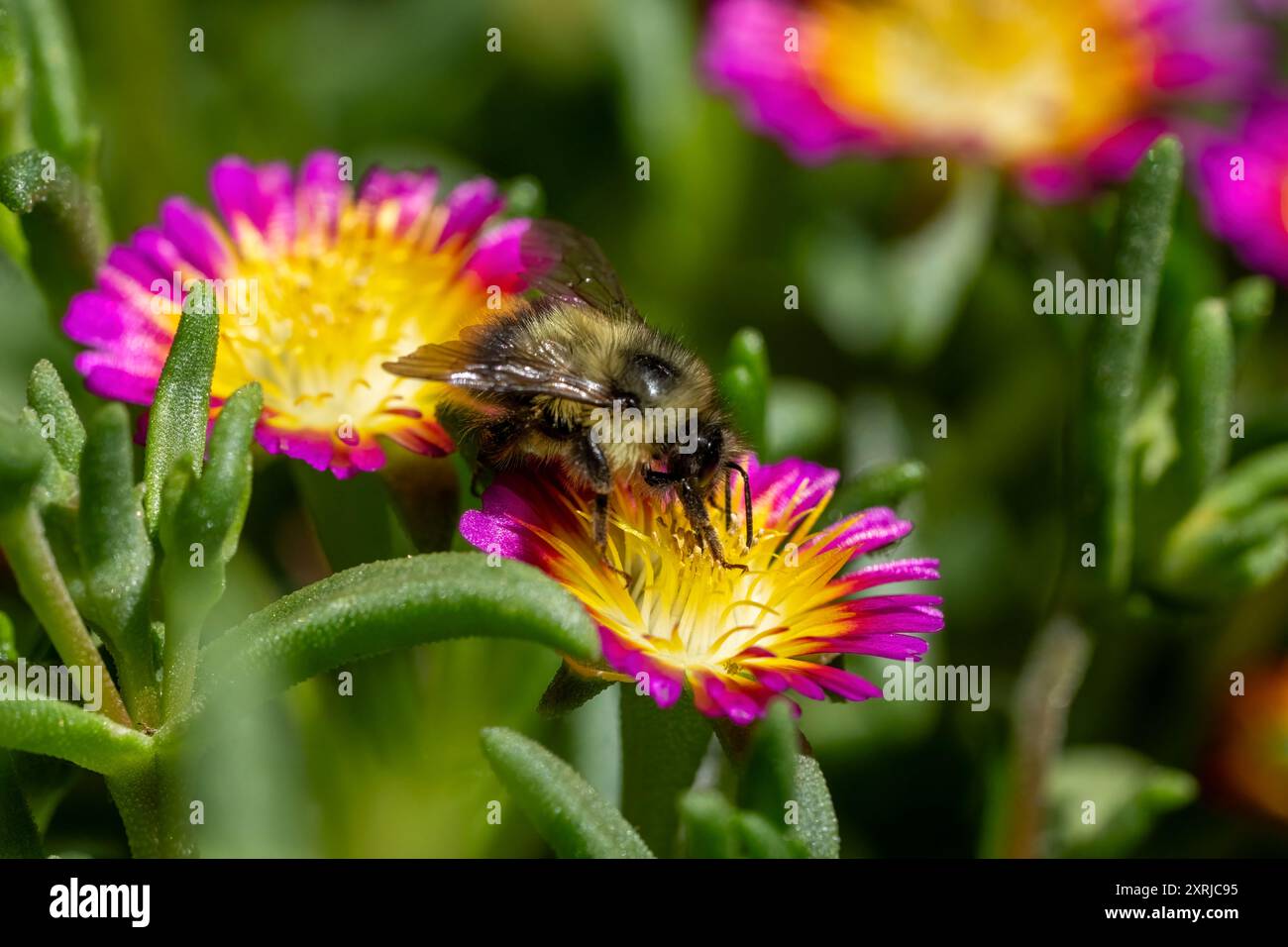 Issaquah, Washington, USA. Eispflanzen werden von einer Hummel bestäubt. Delosperma nubigenum Hot Pink Wonder. Stockfoto