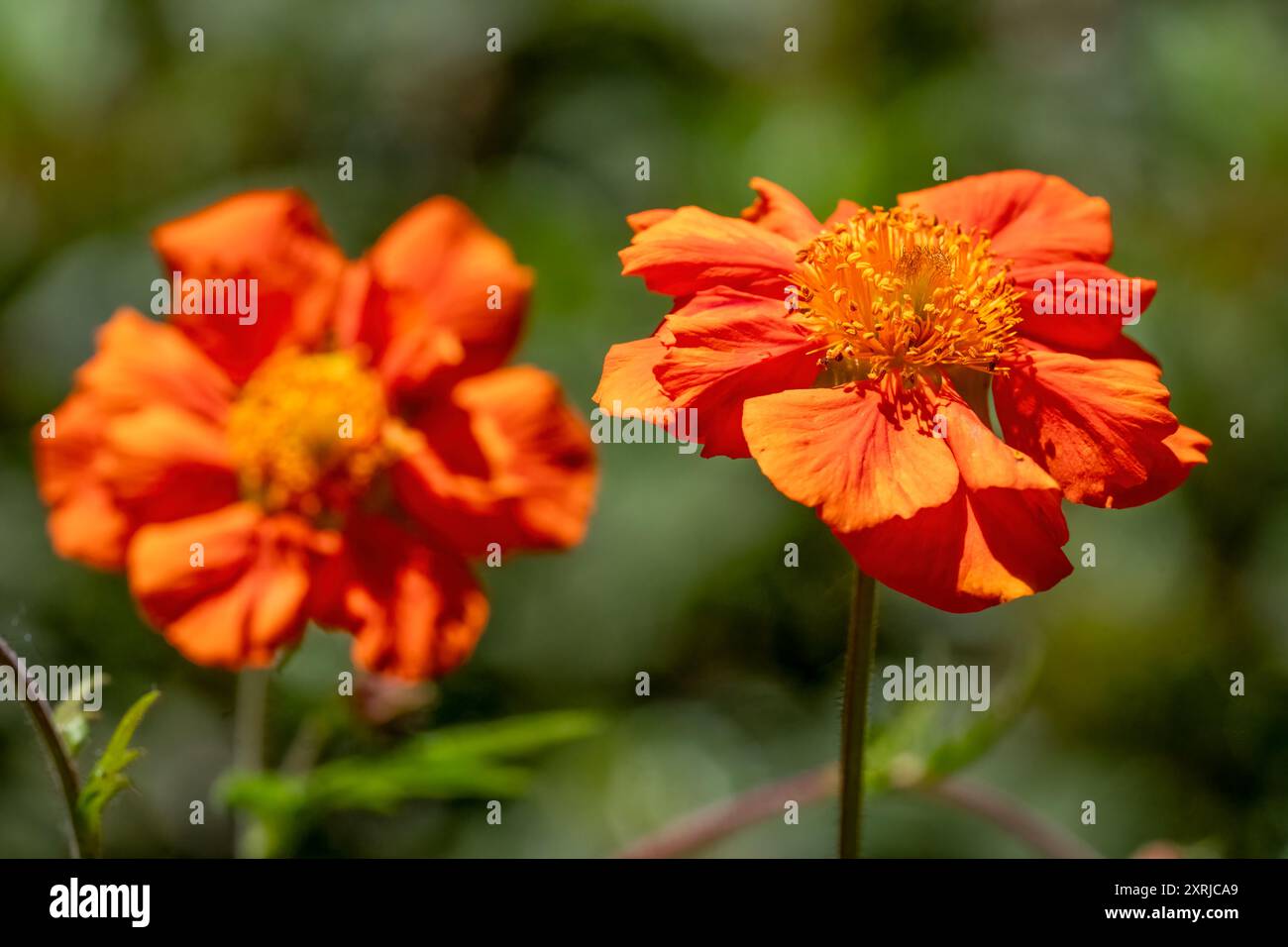 Issaquah, Washington, USA. Scharlachrote Avens Blüte Stockfoto