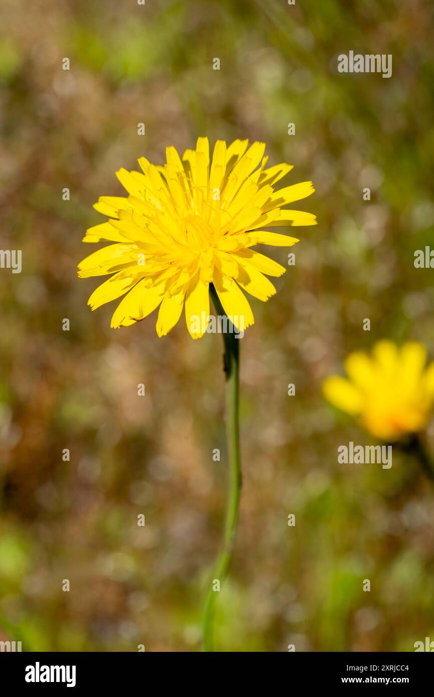 Mima Mounds Natural Area Preserve in der Nähe von Olympia, Washington, USA. Glatte Karettbartblüte (Crepis capillaris) Nahaufnahme Stockfoto