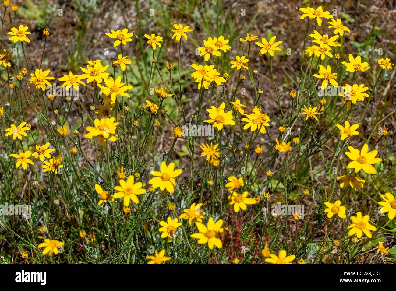 Mima Mounds Natural Area Preserve in der Nähe von Olympia, Washington, USA. Wooly Sunflower oder Oregon Sunshine Wildblumen Stockfoto