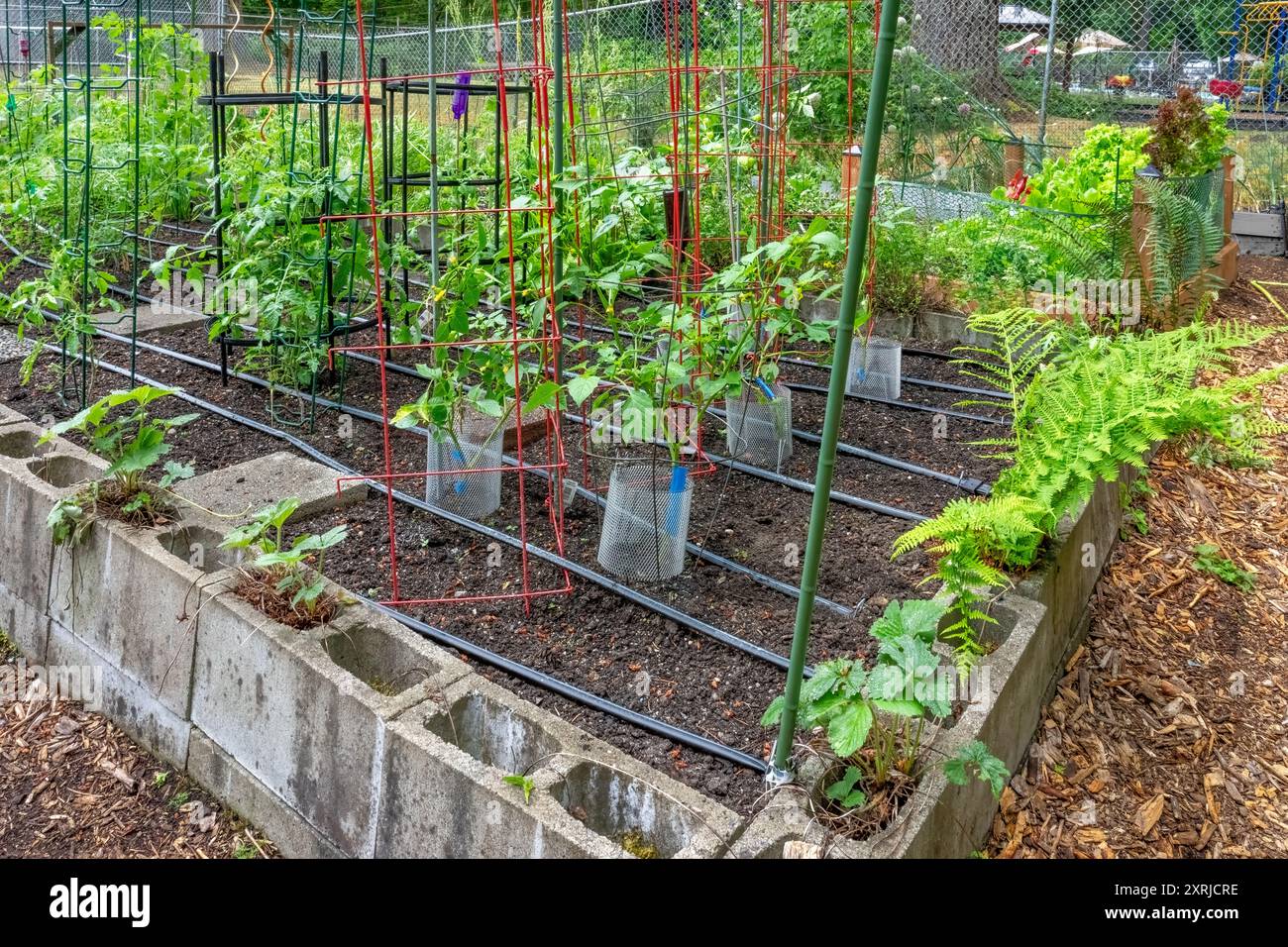 Issaquah, Washington, USA. Tomatenpflanzen, die in Käfigen in einem Aschelblock im Hochbeet eines Gemeinschaftsgartens wachsen Stockfoto