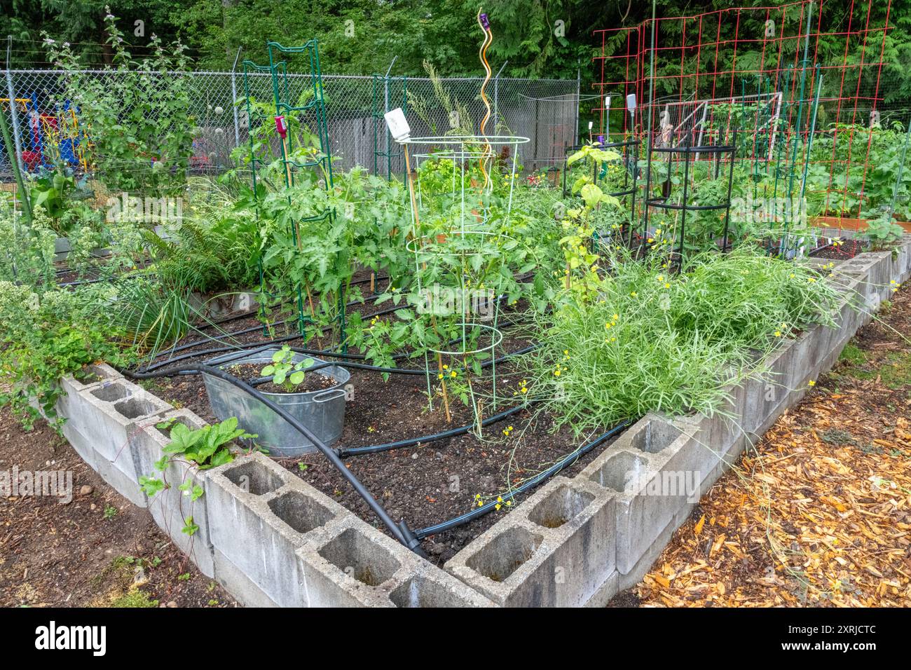 Issaquah, Washington. Hochbeet-Garten mit Tomaten, Rucola, Zwiebeln, Erdbeeren in einem Gemeinschaftsgarten. Stockfoto