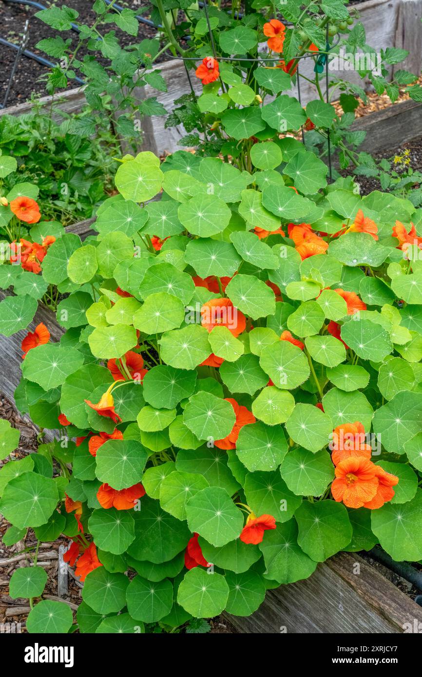 Issaquah, Washington, USA. Kapuzinerkresse, die an der Seite einer Tomatenpflanze wachsen. Dies sind Begleitpflanzen. Stockfoto