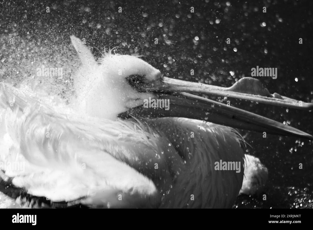 American White Pelican, Black and White Stockfoto