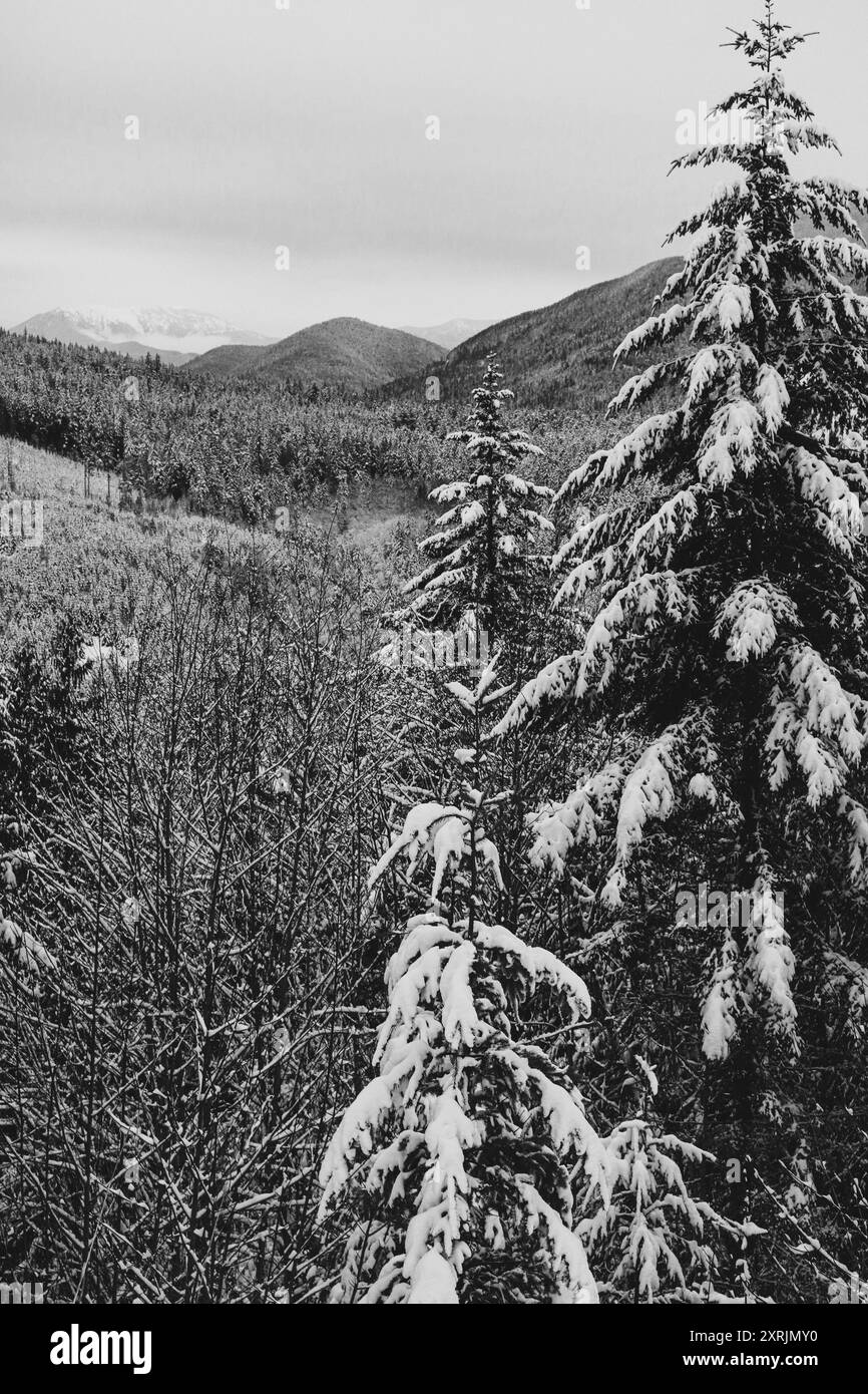 Winter Wonderland, Olympic National Park Stockfoto