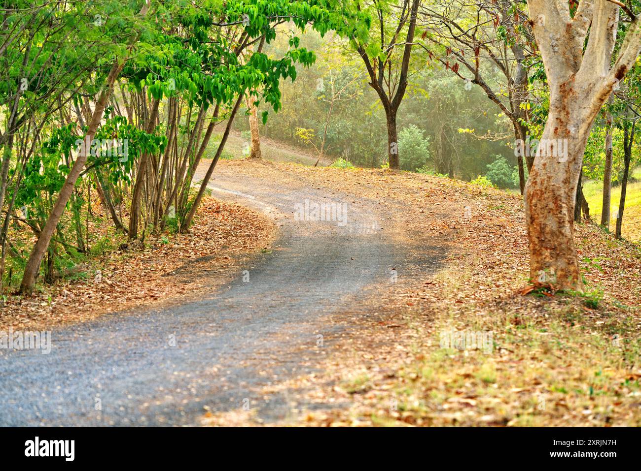 Bergweg in der Landschaft Thailands, voller goldbrauner Blätter auf dem Boden, Bäume neben der kleinen Straße, warmes Licht am Morgen Stockfoto