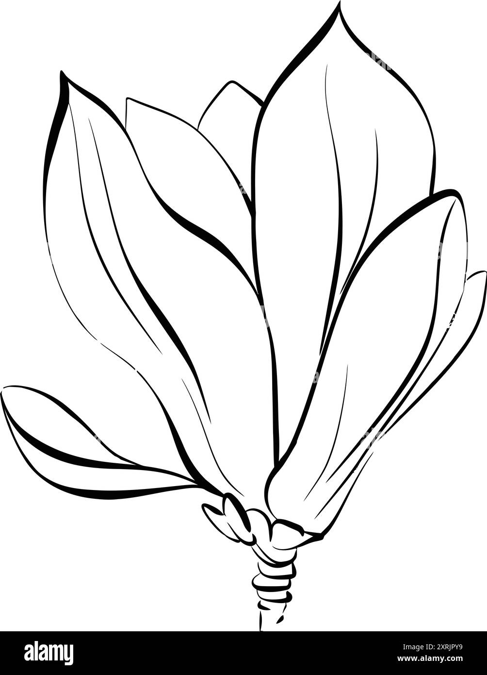 Vektor Schwarze Silhouette Magnolienblume. Blühende Grafik Flora. Paris Frühling. Von Hand gezeichnete Linie für Stromkreis Stock Vektor