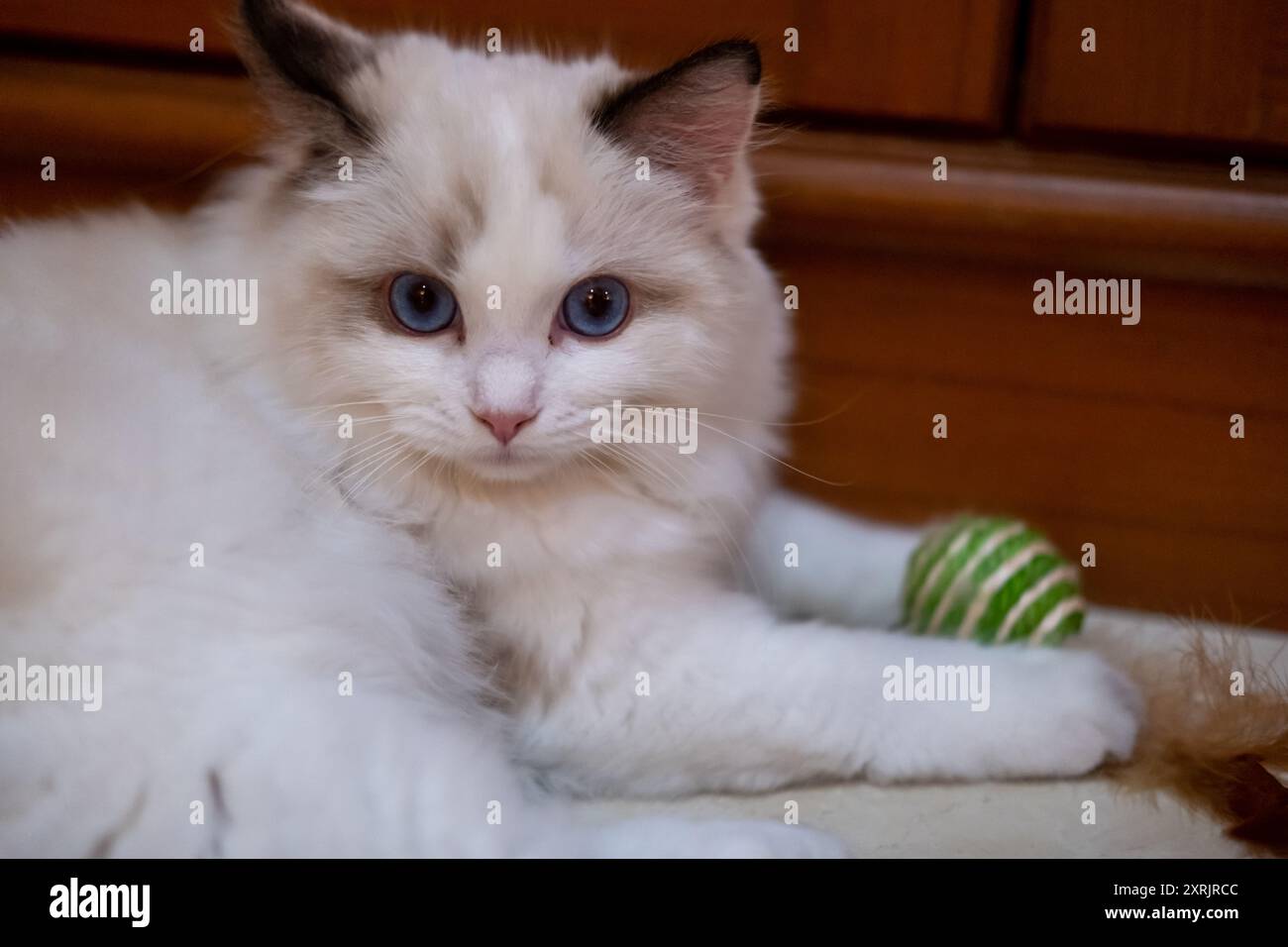Süße, kleine Ragdoll-Katze. 4 Monate alt Stockfoto