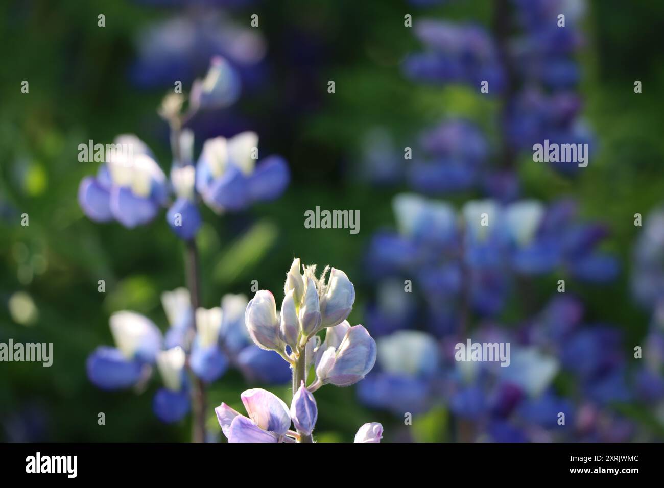 Lupine blüht im Sommer in Island. Alaska Lupine (Lupinus Nootkatensis). Blütezeit. Stockfoto