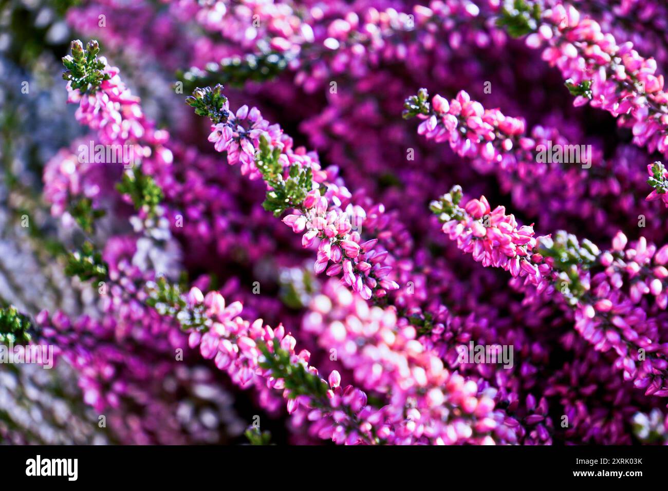 Konzeptfoto einer rosafarbenen Heidekraut-Pflanze. Calluna Vulgaris. Deutschland. Wahner Heide Stockfoto