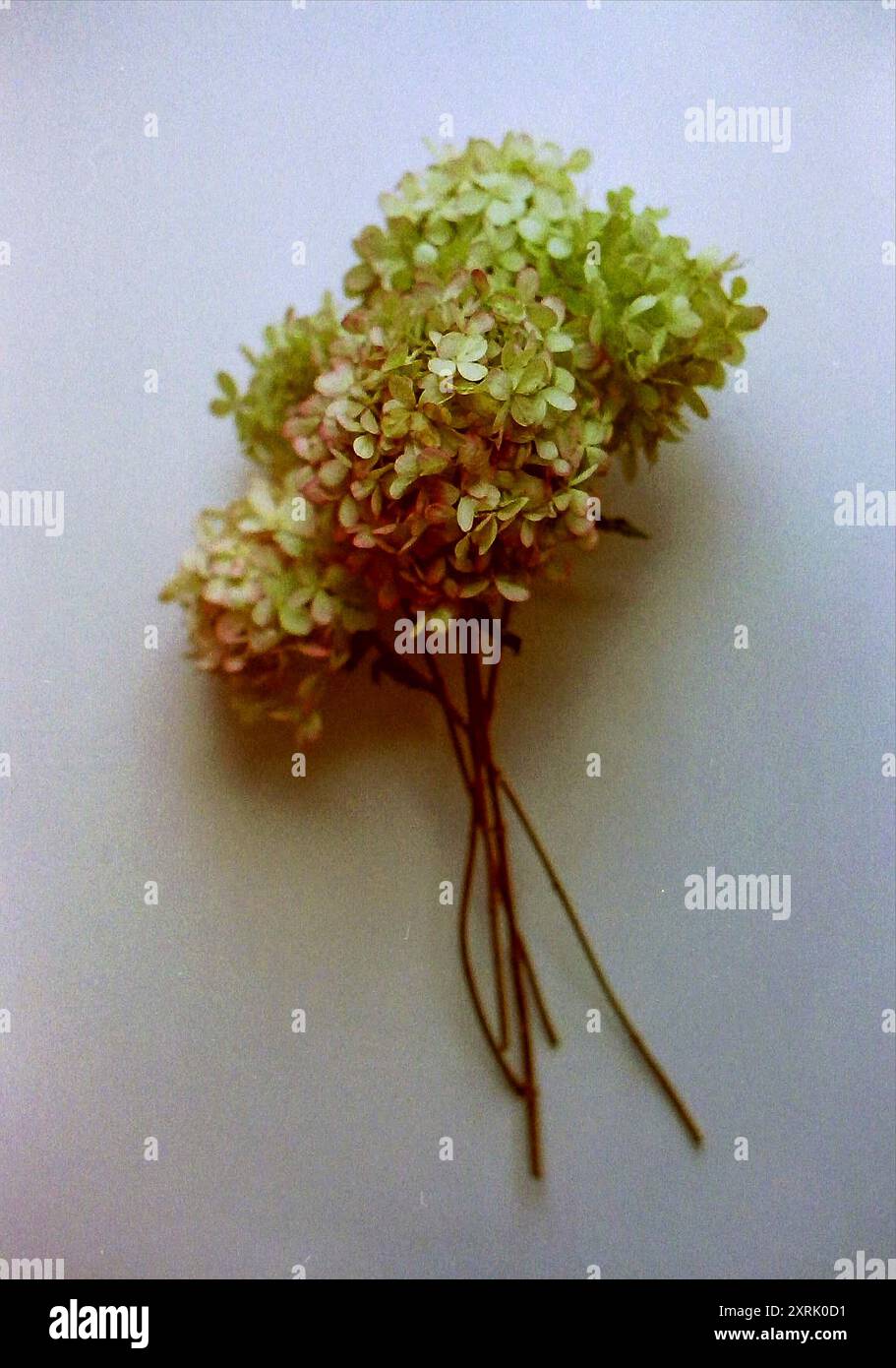 Analoge stillife von Trockenblüten Stockfoto Analoge stillife von Trockenblüten Stockfoto