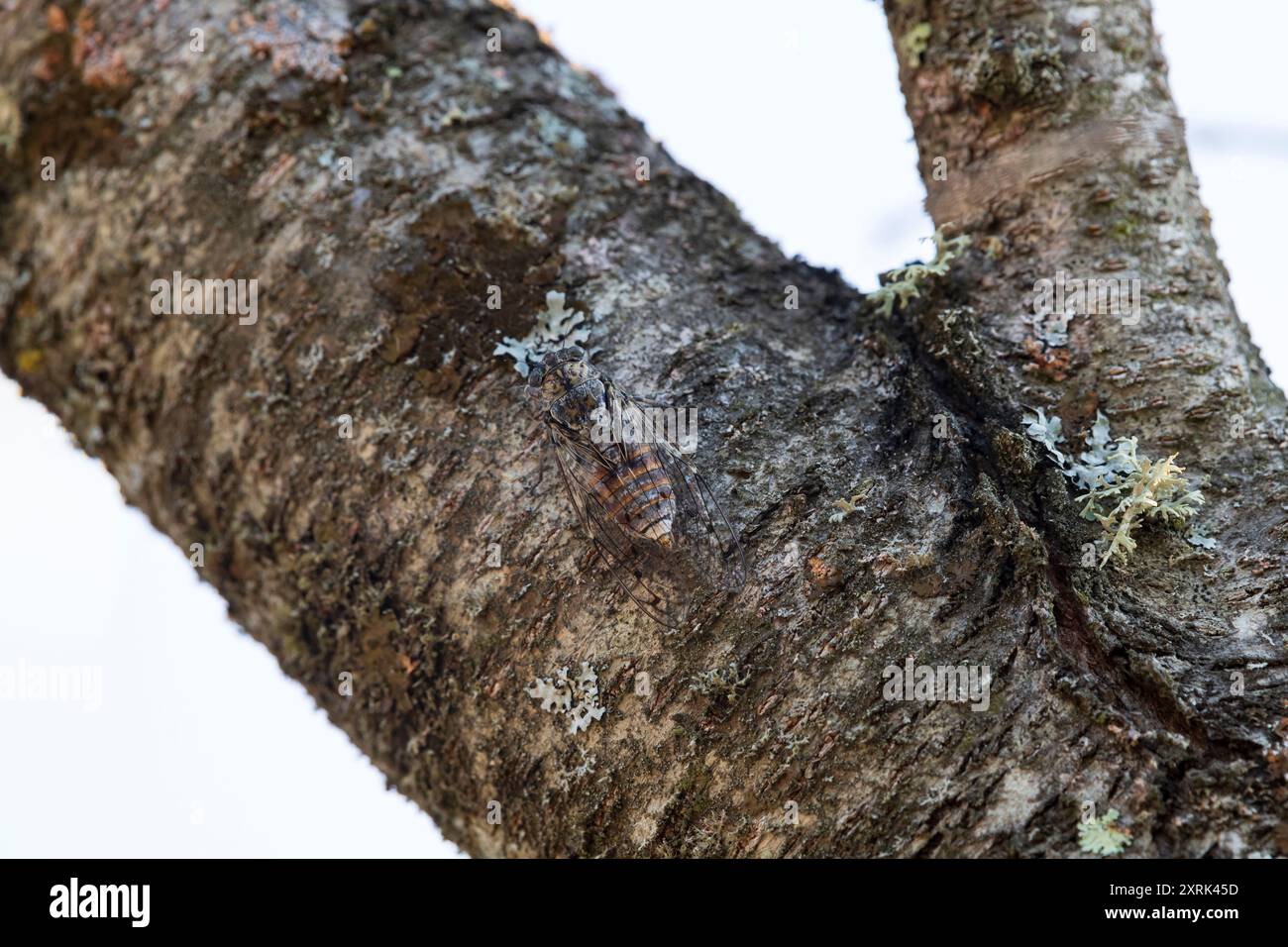 Zikada auf einem Baumstamm im Hintergrund, Sommer in der Provence, Südfrankreich Stockfoto