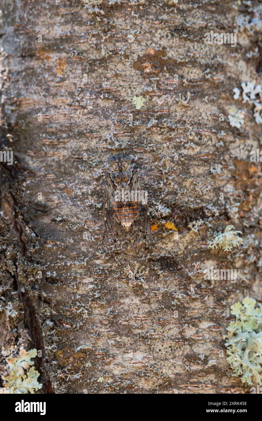 Vertikale Ansicht einer Zikada auf einem Baumstamm, Sommer in der Provence, Südfrankreich Stockfoto