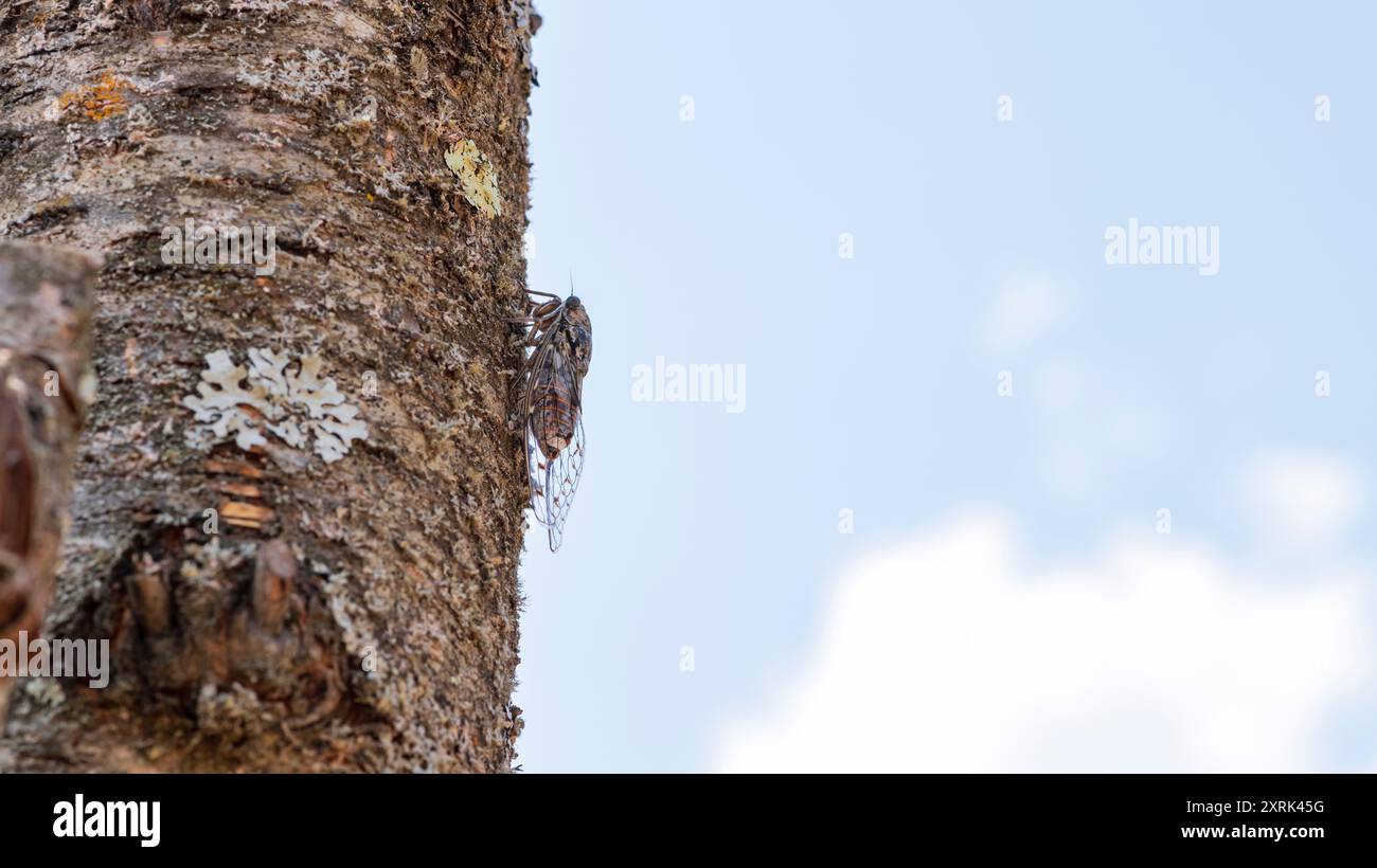 Zikada auf einem Baumstamm im Hintergrund, Sommer in der Provence, Südfrankreich Stockfoto