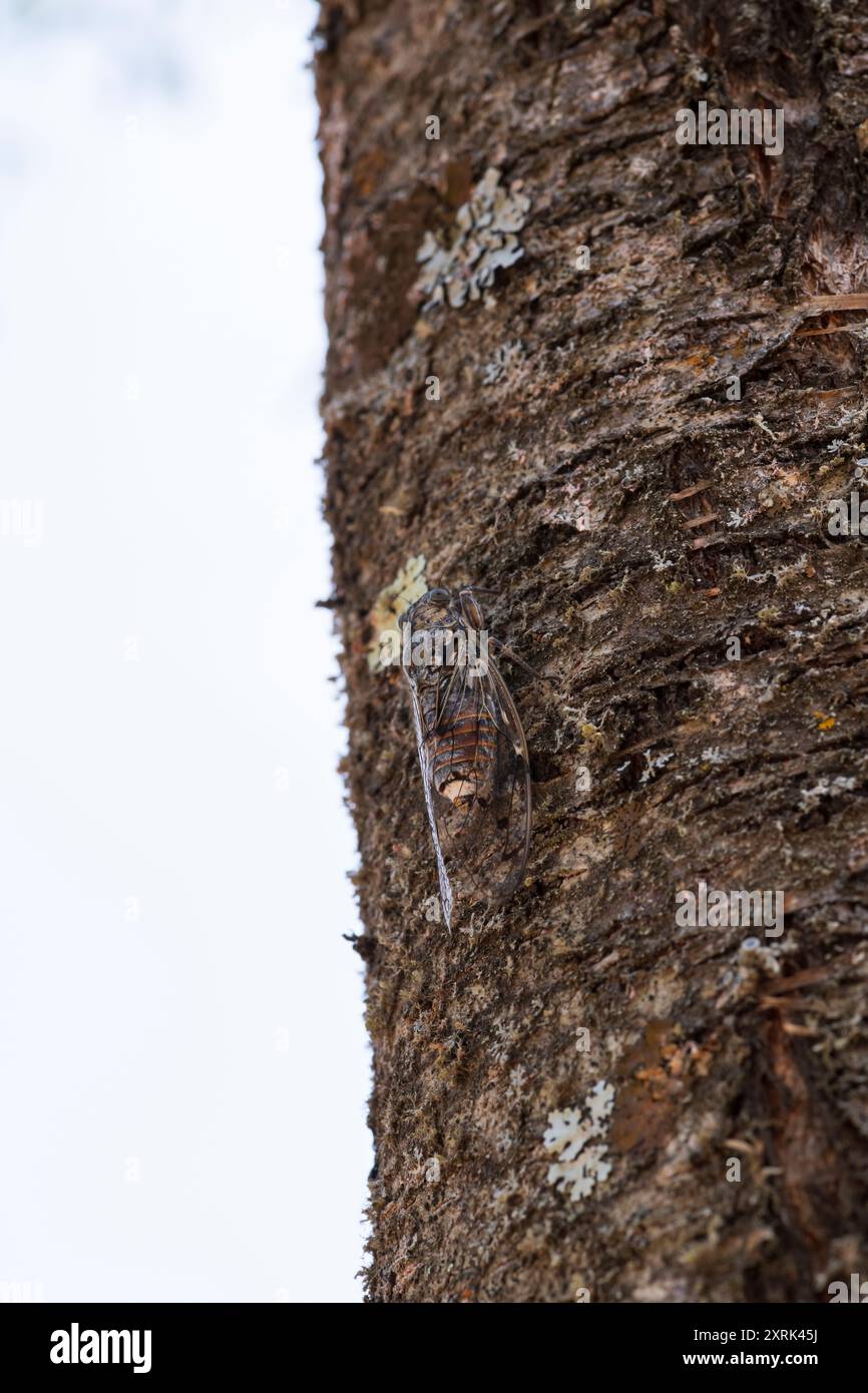 Vertikale Ansicht einer Zikada auf einem Baumstamm im Hintergrund, Sommer in der Provence, Südfrankreich Stockfoto